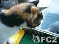 動画:ミュウとりんちゃん1