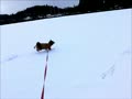 動画:爆走abby